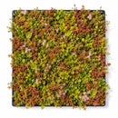 UGR Instant Sedum Roof Trays-4