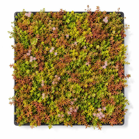 UGR Instant Sedum Roof Trays