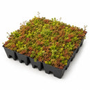 UGR Instant Sedum Roof Trays-3
