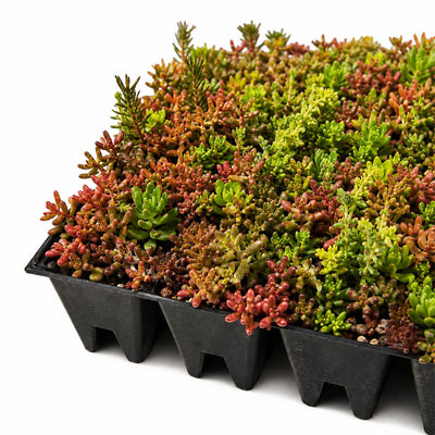 UGR Instant Sedum Roof Trays