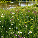 A sunlit meadow of green grass and wildflowers, including white daisies and purple blossoms, with a reflective pond in the background.