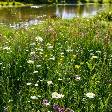 A sunlit meadow of green grass and wildflowers, including white daisies and purple blossoms, with a reflective pond in the background.